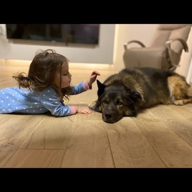 Family pets animated with AI video generation showing natural movement over the years